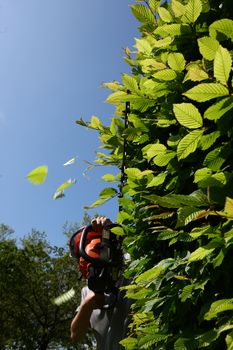 workman with helmet cutting a hedge with power tool. with flying leafs