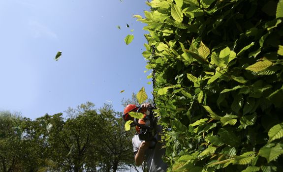 Pruning of ornamental trees and hedge. Metal being poured into container