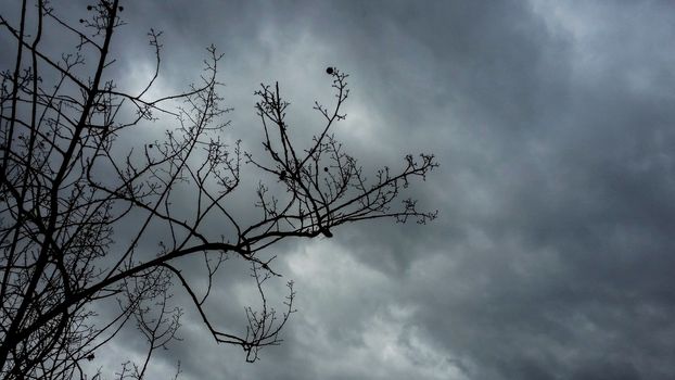 Bare branches under a cloudy sky in winter time