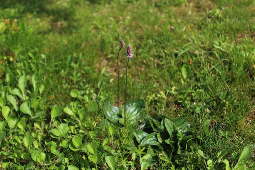 The picture shows healthy buckhorn in the garden