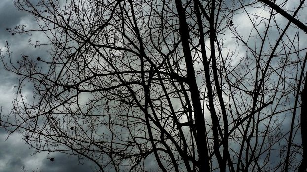 Bare branches under a cloudy sky in winter time