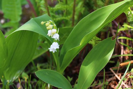 The picture shows lily of the valley in the garden