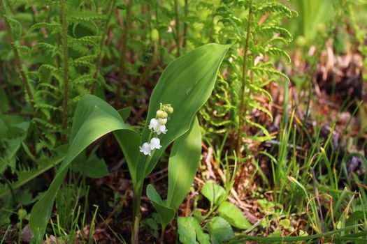 The picture shows lily of the valley in the garden