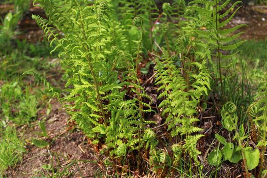 The picture shows flowering fern in the garden