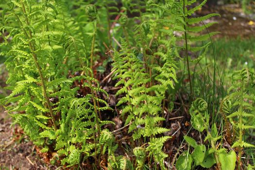 The picture shows flowering fern in the garden