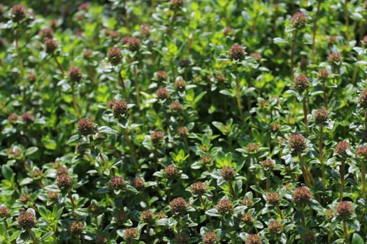 The picture shows blossoming thyme in the garden