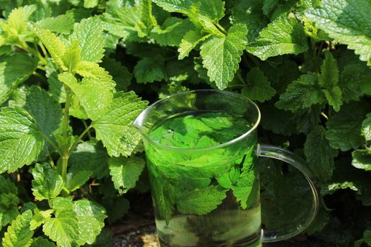 The picture shows lemon balm in the garden