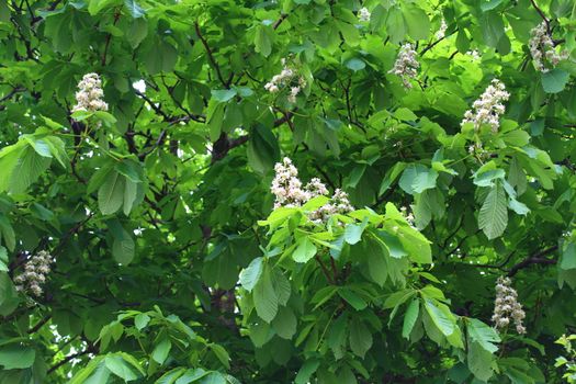 The picture shows a horse chestnut tree blossoms in the forest