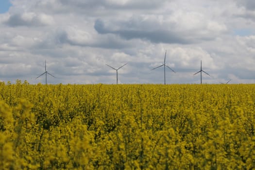 The picture shows a field of blossoming rape in the spring