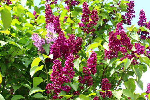 The picture shows beautiful lilac in the garden