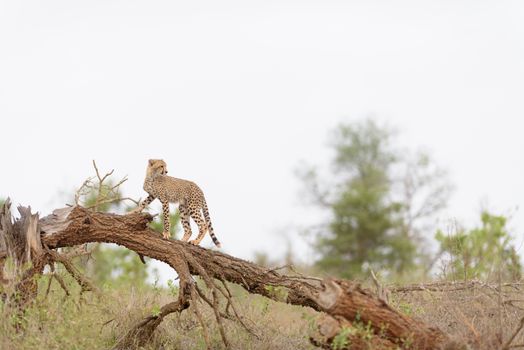 Cheetah portrait in the wilderness of Africa