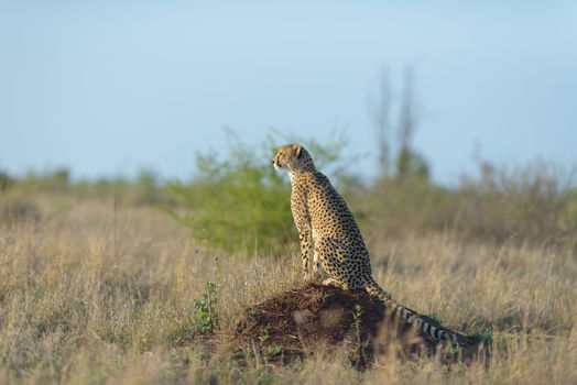 Cheetah portrait in the wilderness of Africa