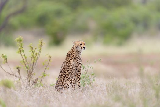 Cheetah portrait in the wilderness of Africa