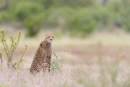 Cheetah portrait in the wilderness of Africa