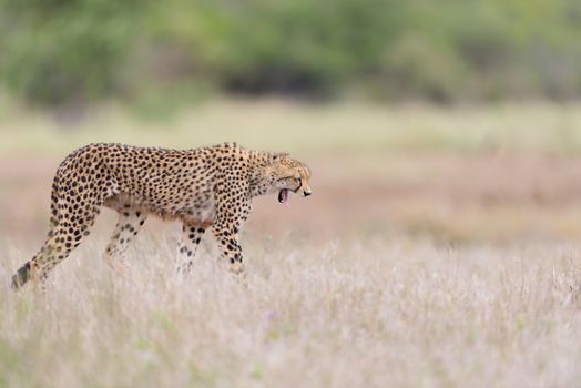 Cheetah portrait in the wilderness of Africa