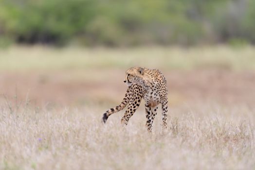 Cheetah portrait in the wilderness of Africa