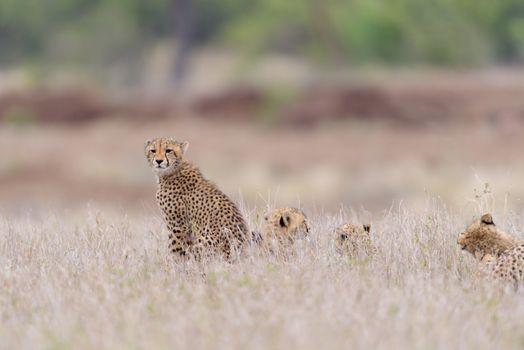 Cheetah portrait in the wilderness of Africa