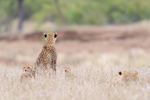 Cheetah portrait in the wilderness of Africa