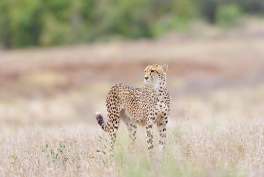 Cheetah portrait in the wilderness of Africa