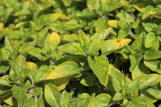 The picture shows a oregano field in the garden