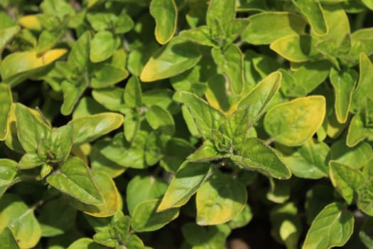 The picture shows oregano field in the garden