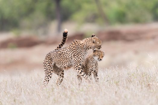 Cheetah cubs playing in the wilderness of Africa