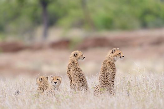 Cheetah family portrait in the wilderness of Africa