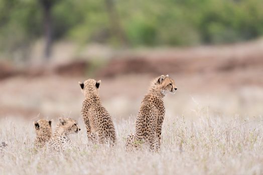 Cheetah family portrait in the wilderness of Africa