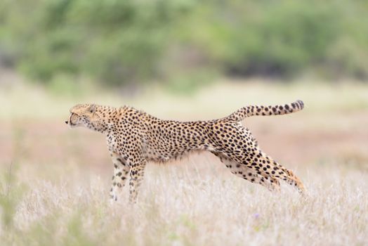 Cheetah portrait in the wilderness of Africa