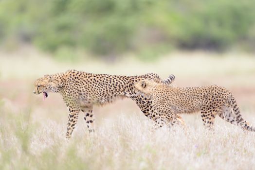 Cheetah portrait in the wilderness of Africa