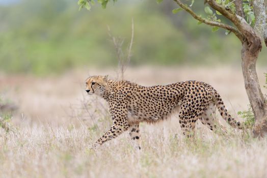 Cheetah portrait in the wilderness of Africa