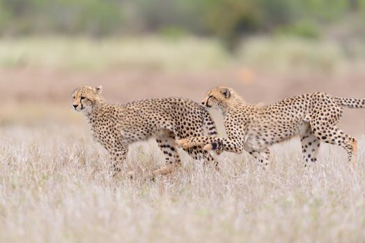 Cheetah cubs playing in the wilderness of Africa