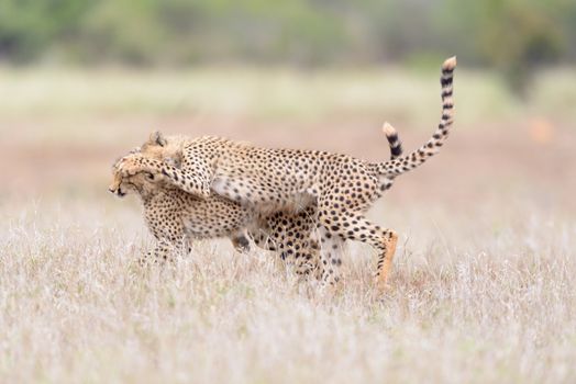 Cheetah cubs playing in the wilderness of Africa