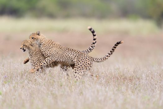 Cheetah cubs playing in the wilderness of Africa