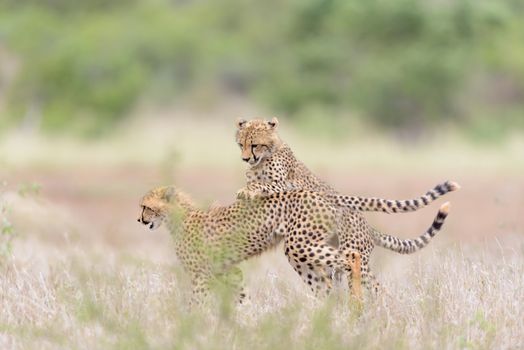 Cheetah cubs playing in the wilderness of Africa