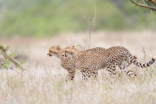 Cheetah portrait in the wilderness of Africa