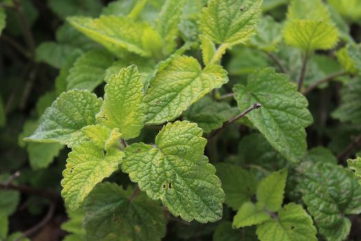 The picture shows lemon balm in the garden