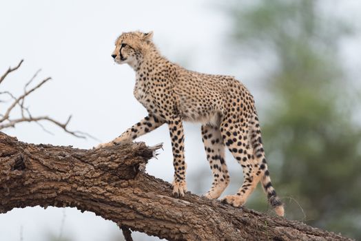 Cheetah portrait in the wilderness of Africa