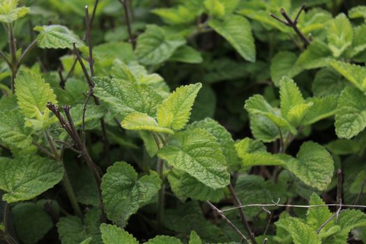 The picture shows lemon balm in the garden