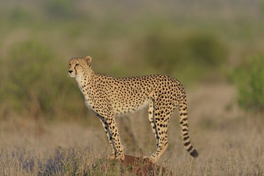 Cheetah portrait in the wilderness of Africa