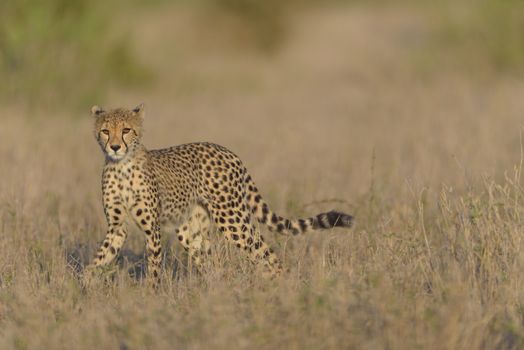 Cheetah portrait in the wilderness of Africa