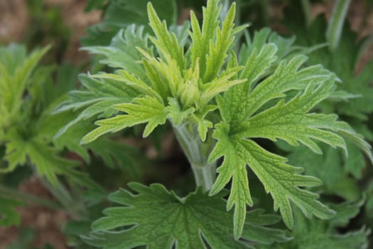 The picture shows a motherwort field in the garden