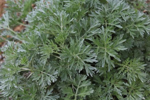 The picture shows healthy wormwood in the garden