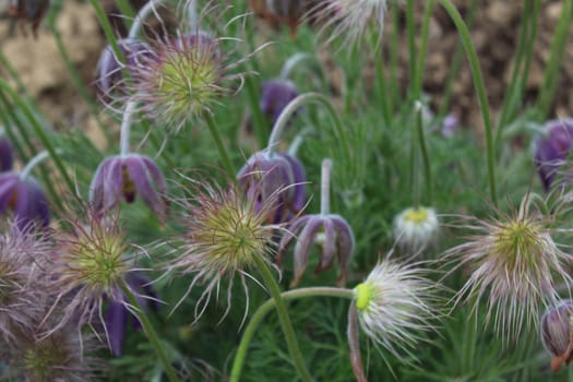 The picture shows pasqueflowers in the garden