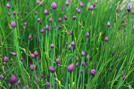 The picture shows a chive field in the garden