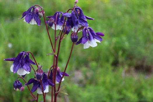 The picture shows blue columbine in the garden