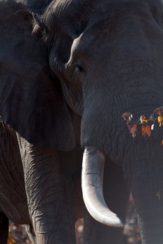 African elephant in the wilderness