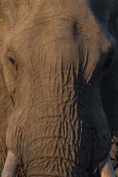 African elephant in the wilderness