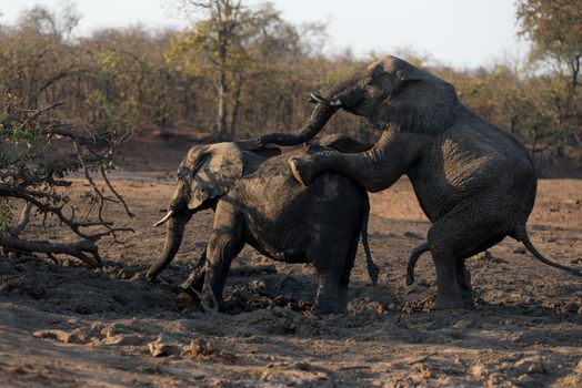 elephants mating in the wilderness