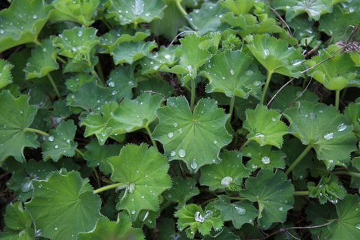 The picture shows lady`s mantle after the rain